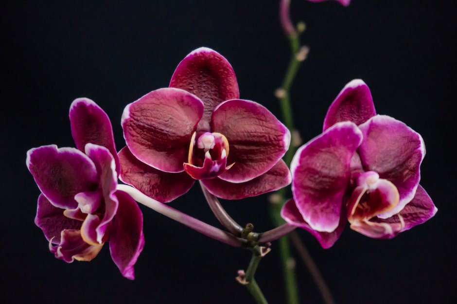 Орхидея Камбрия бордо