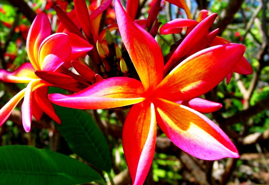 Яркие тропические цветы