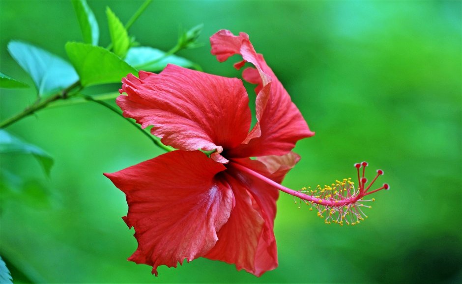 Красный тропический цветок