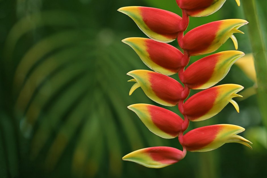 Тропический цветок Геликония