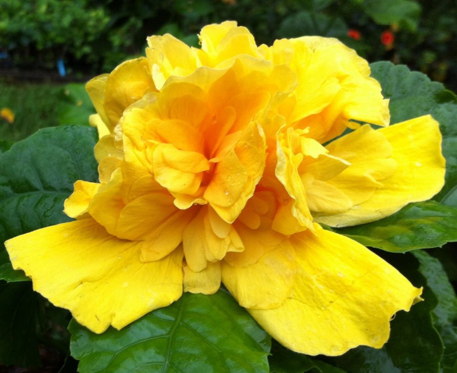 Гибискус желтые цветы