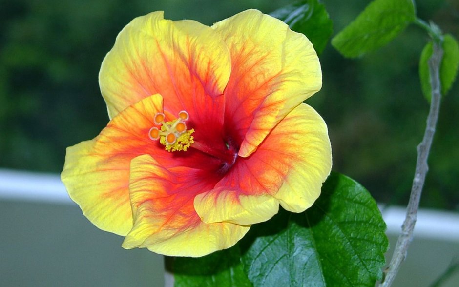Hibiscus Rosa sinensis Yellow