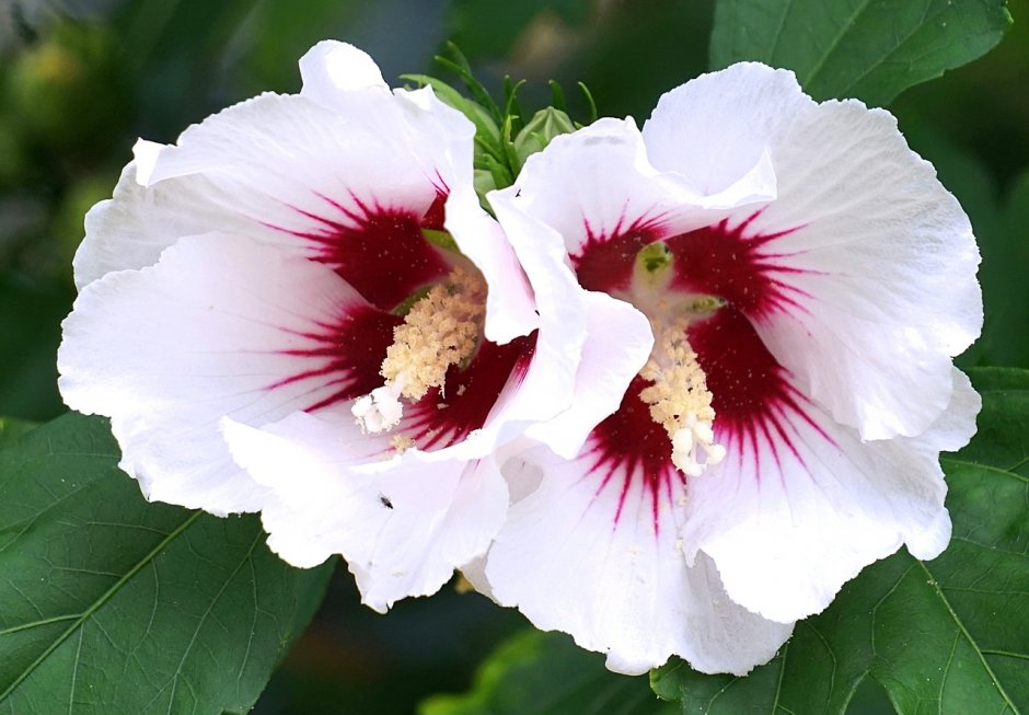 Гибискус цветок белый