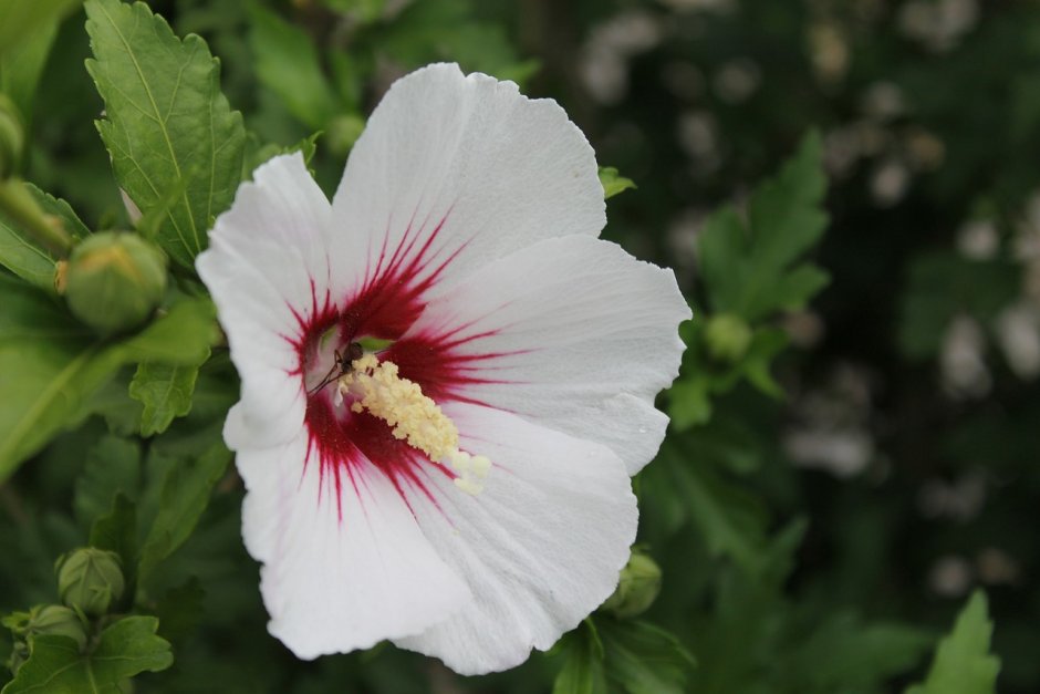 Гибискус Мальва цветок