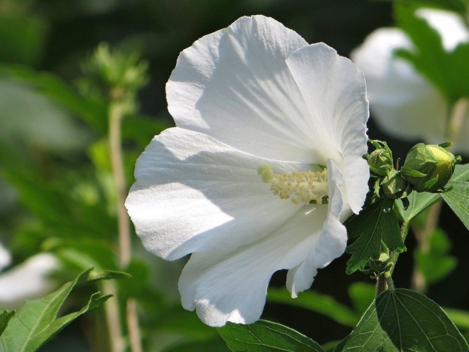 Гибискус сирийский (Hibiscus syriacus l.).