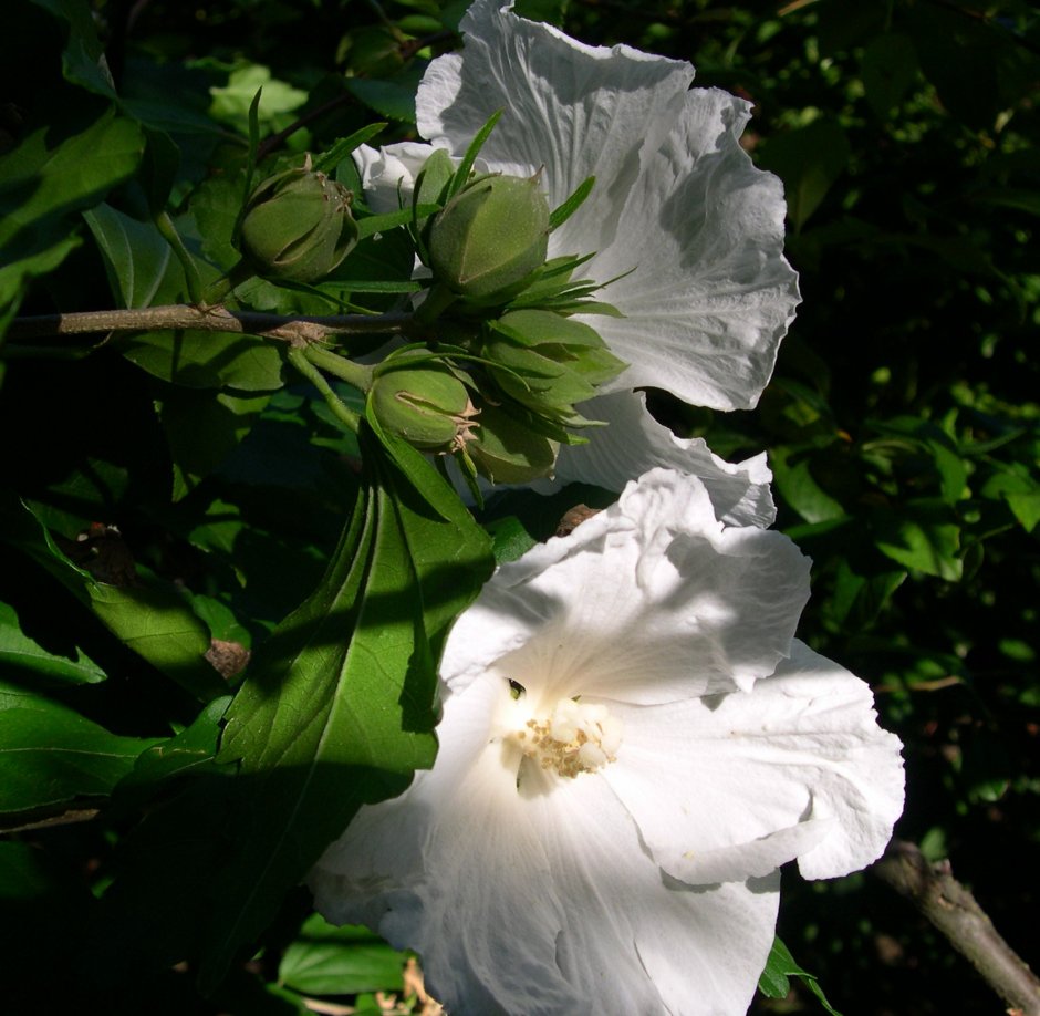 Гибискус сирийский, кетмия – Hibiscus