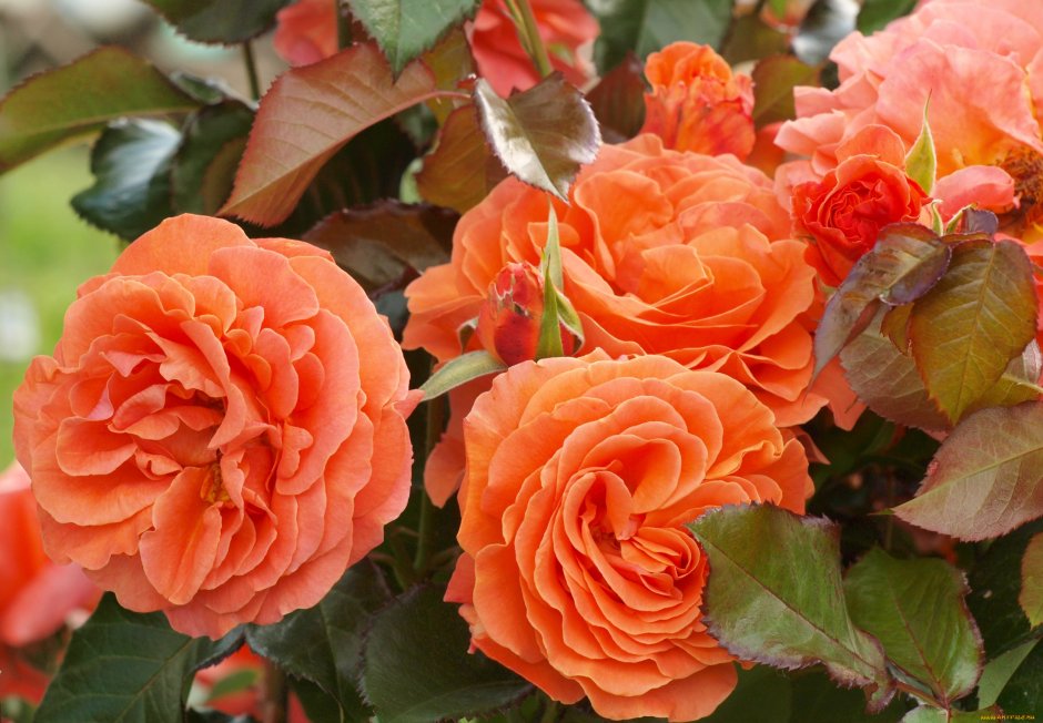 Роза плетистая оранжевая