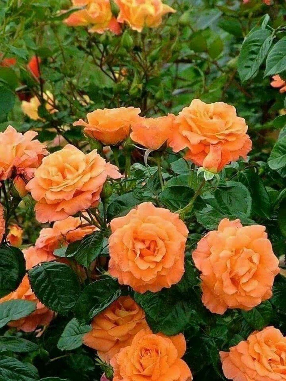 Роза плетистая оранж