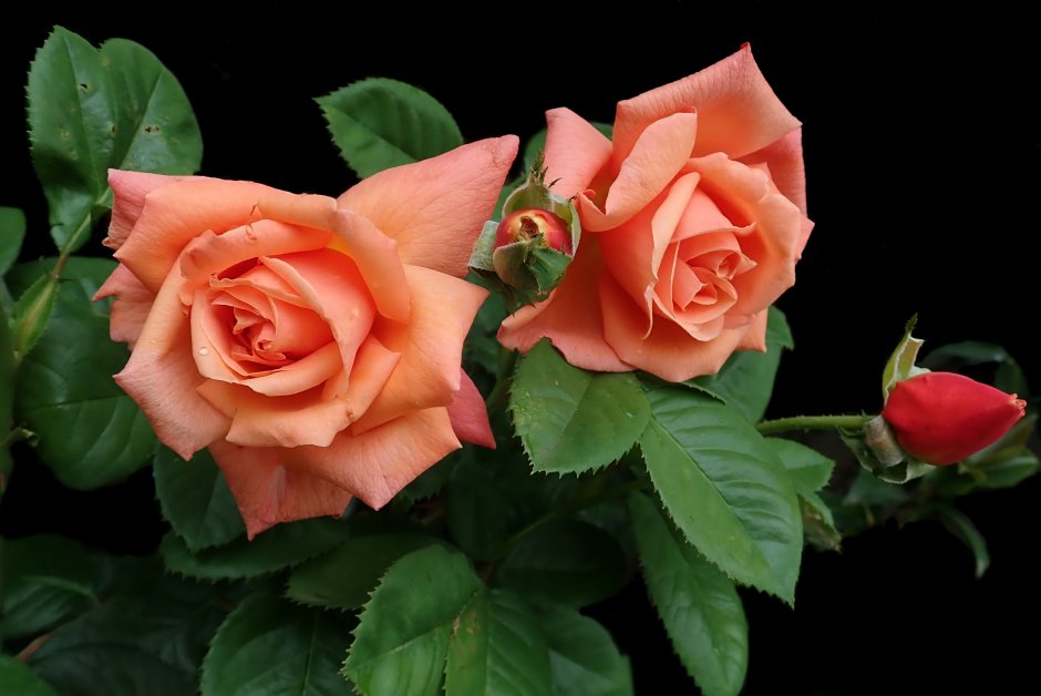 Куст оранжевых роз