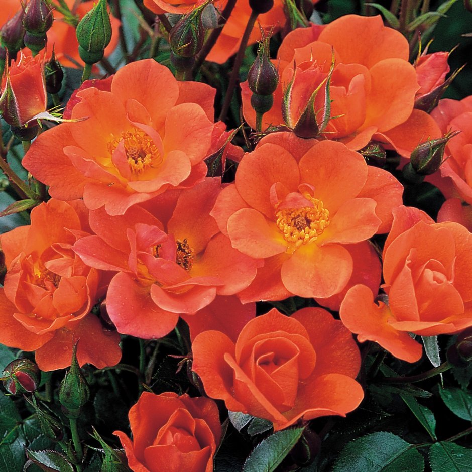 Роза оранж климбер