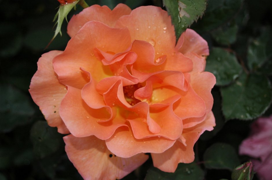 Роза оранж климбер
