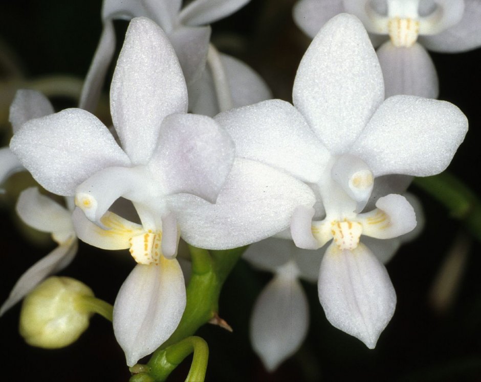 Орхидея Сноу Клауд