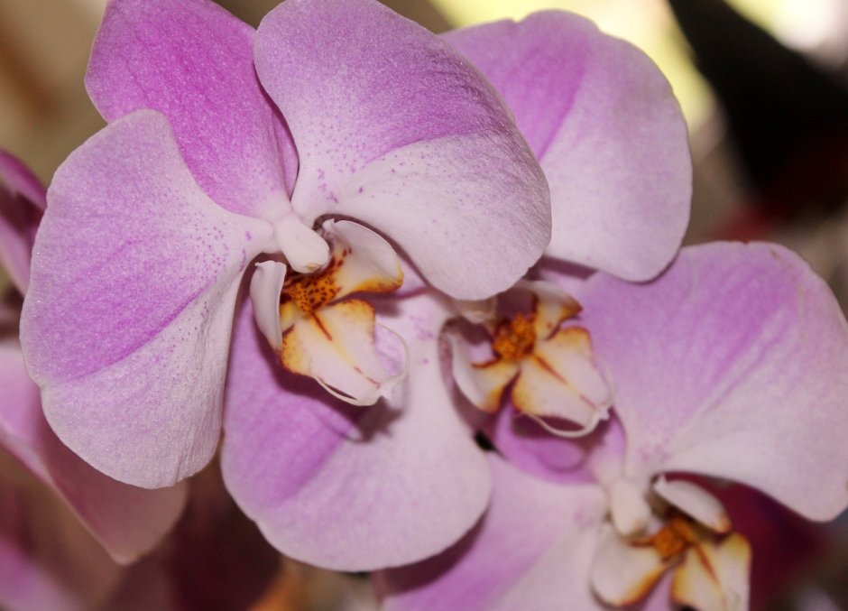 Phalaenopsis Sakura