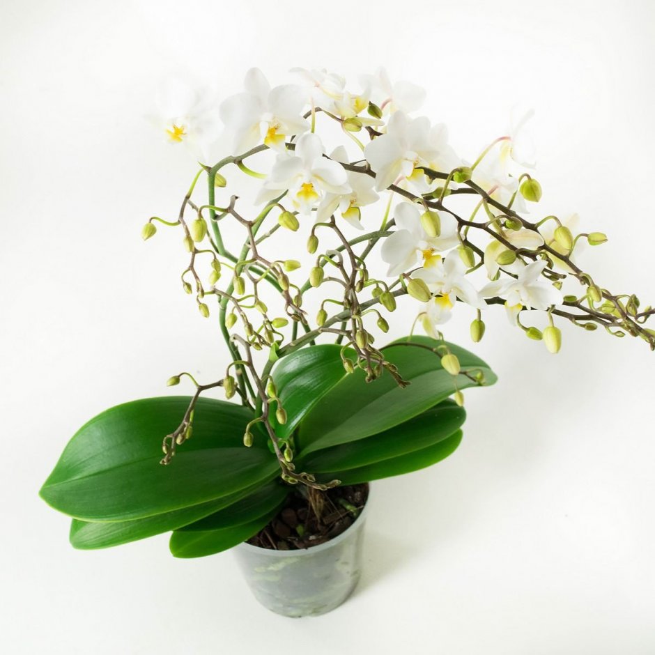 Орхидея фаленопсис мультифлора белая