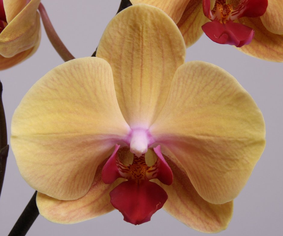 Орхидея Phalaenopsis legato