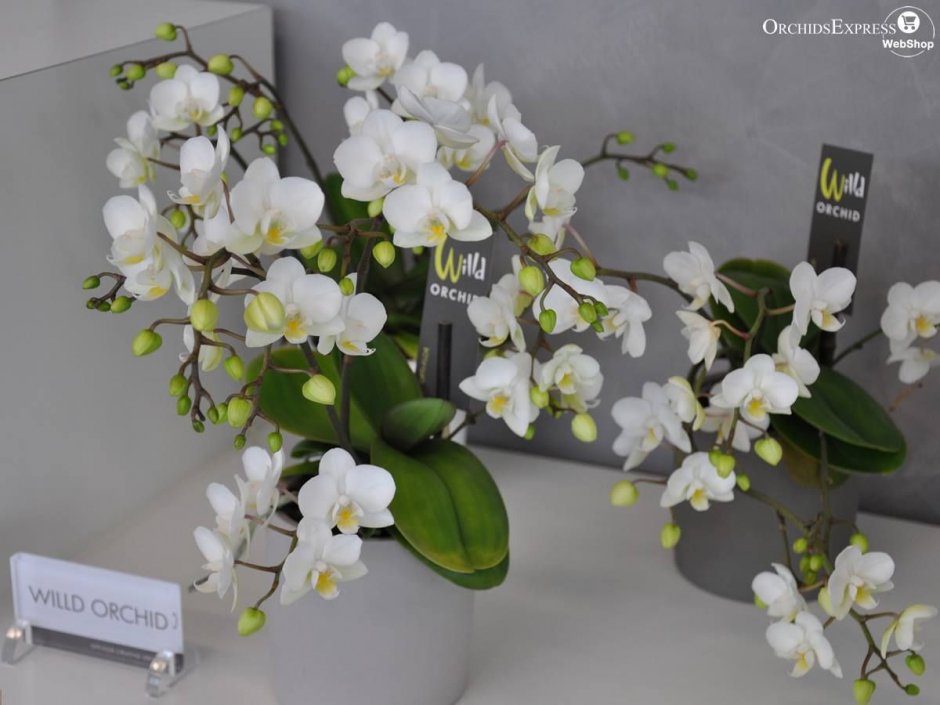 Орхидея Phalaenopsis, multiflora