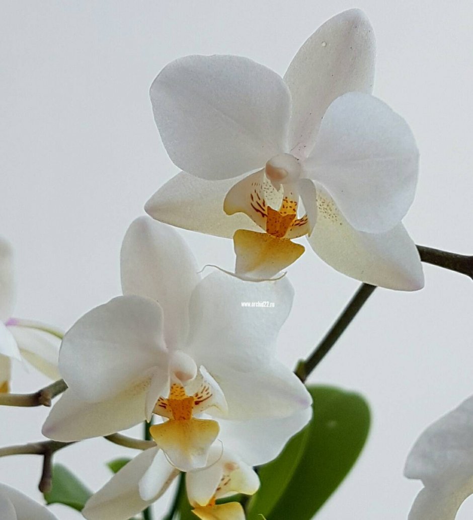 Орхидея Phalaenopsis Wild White