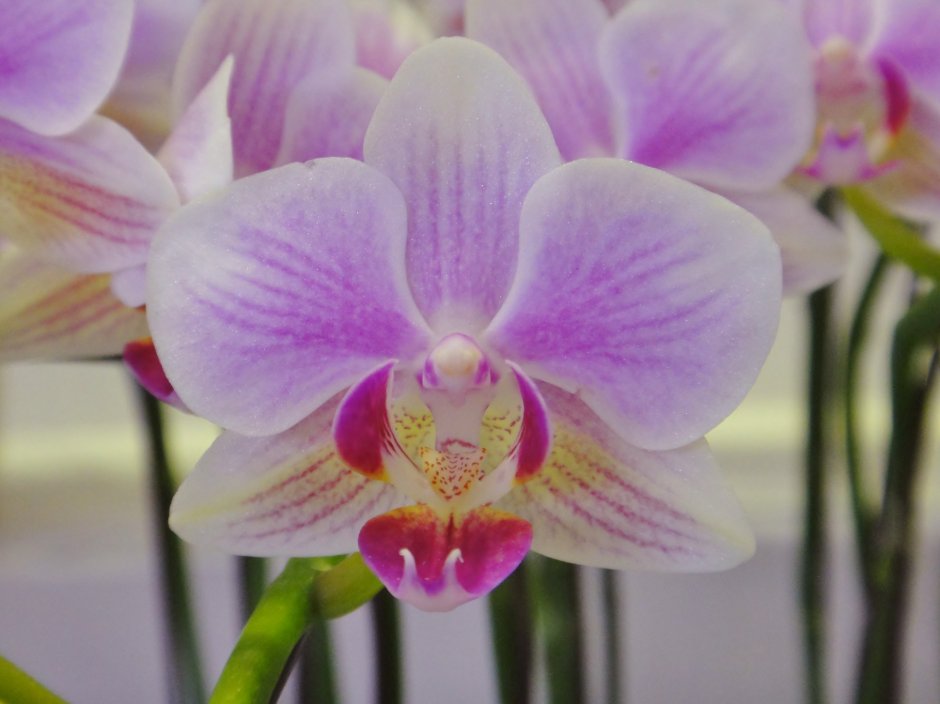 Phal.(be tris-Taida Pearl)’es’