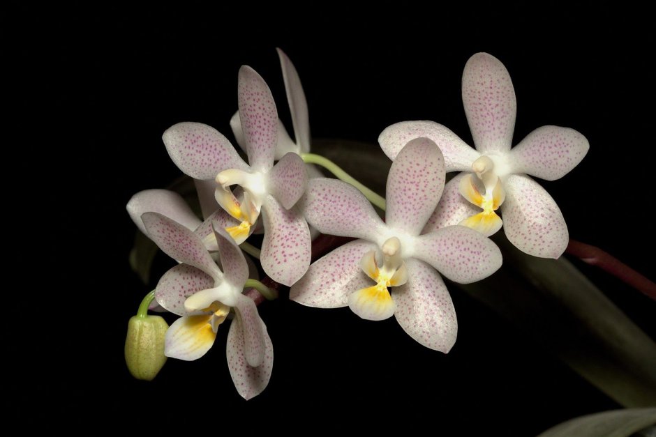 Орхидея Старфиш мультифлора