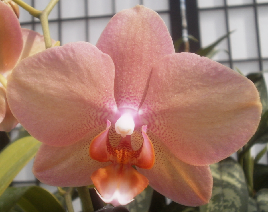 Орхидея Мальва фаленопсис