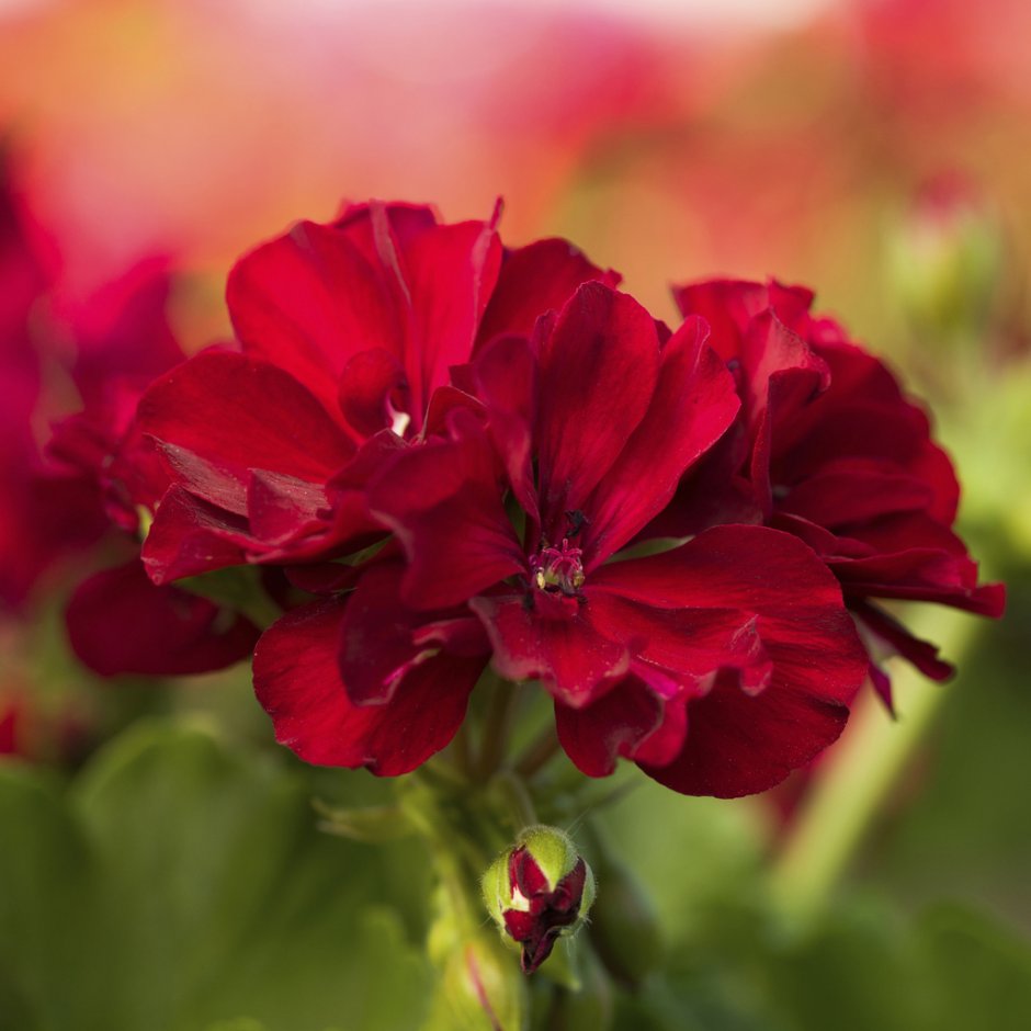 Пеларгония Atlantic Burgundy. Бургунди ред пеларгония. Пеларгония Calliope Burgundy. Пеларгония Atlantic Red.