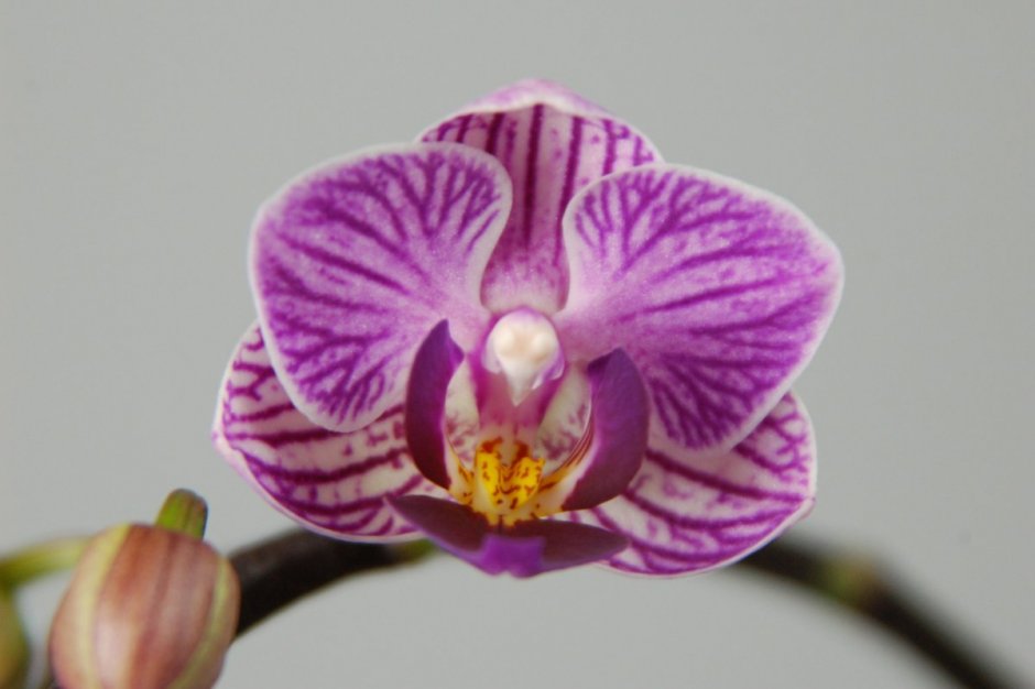 Орхидея Сого Вивьен бабочка