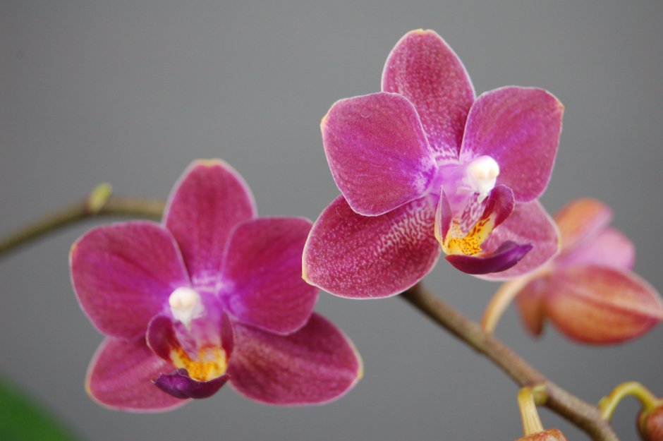 Орхидея Phal Yu Pin Burgundy