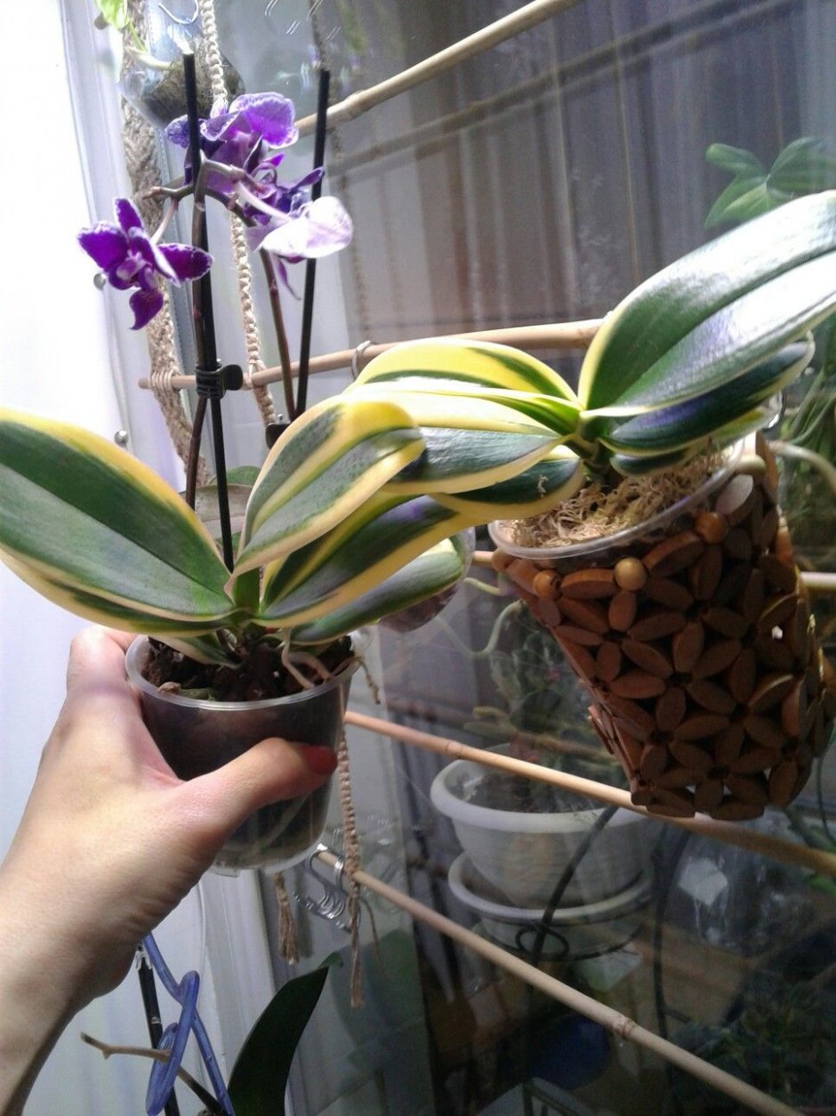 Орхидея Сого Вивьен мини