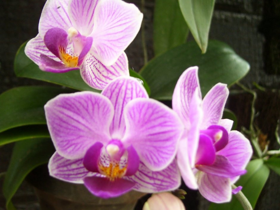 Орхидея Sogo Yenlin