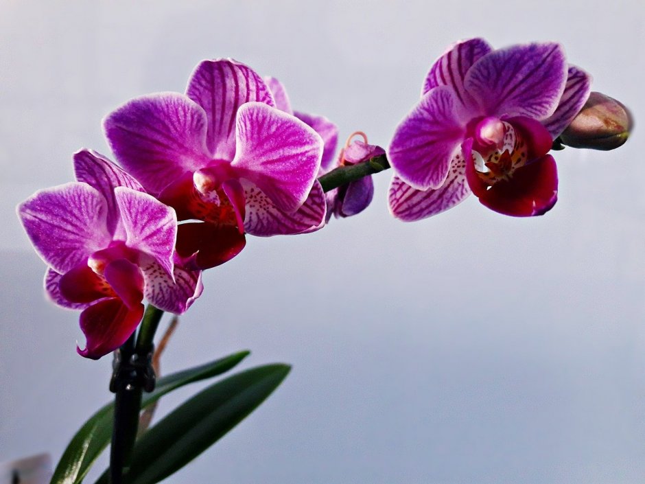 Орхидея фаленопсис Bucharest