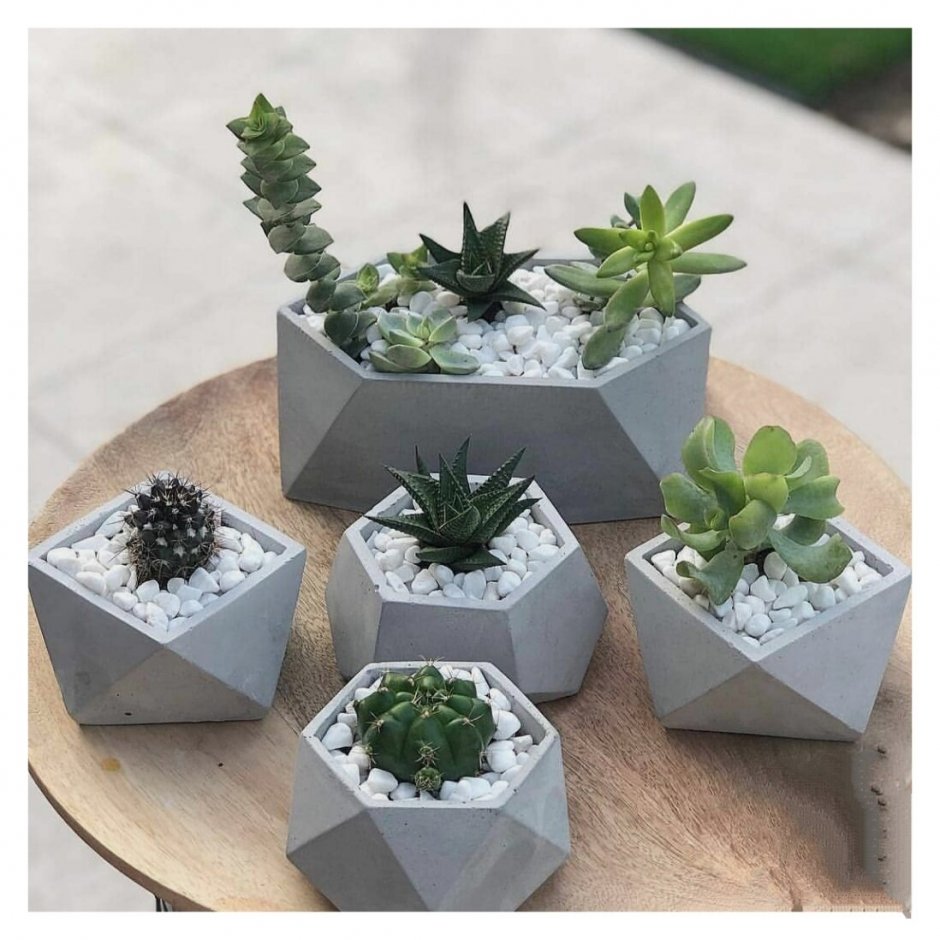 Cactus Pot горшки кактусы Суккуленты