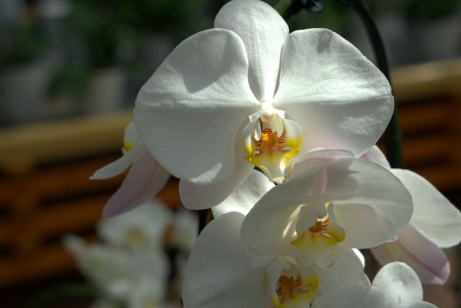 Фаленопсис Phalaenopsis Champagne