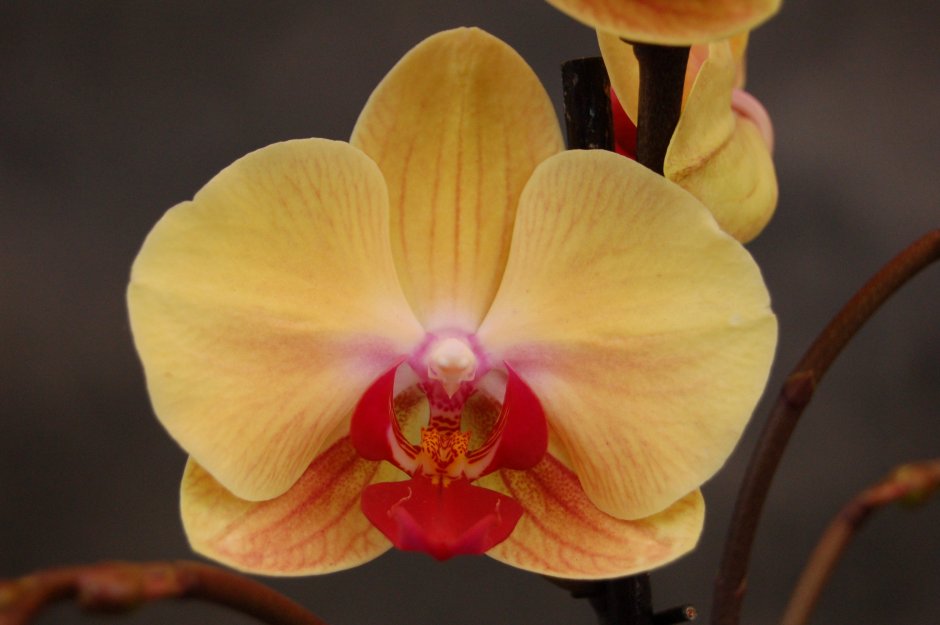 Орхидея Калипсо фаленопсис