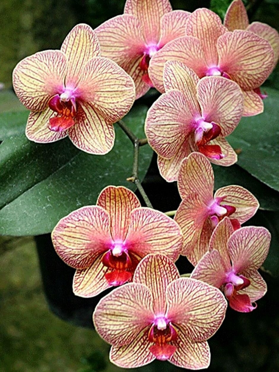 Орхидея Phalaenopsis Ikaria