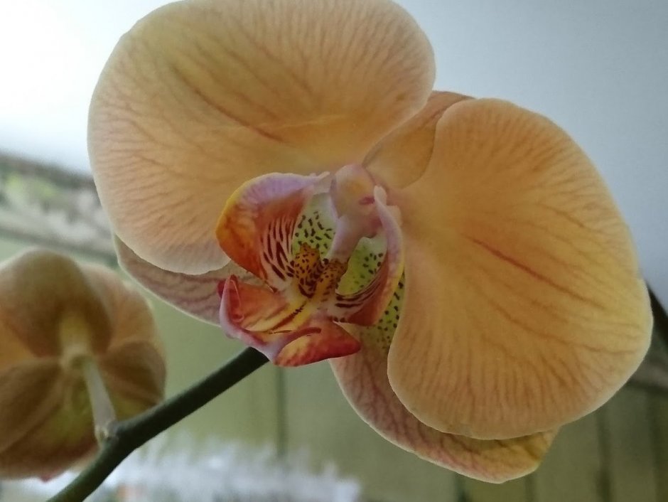 Орхидея Голден Эмбер