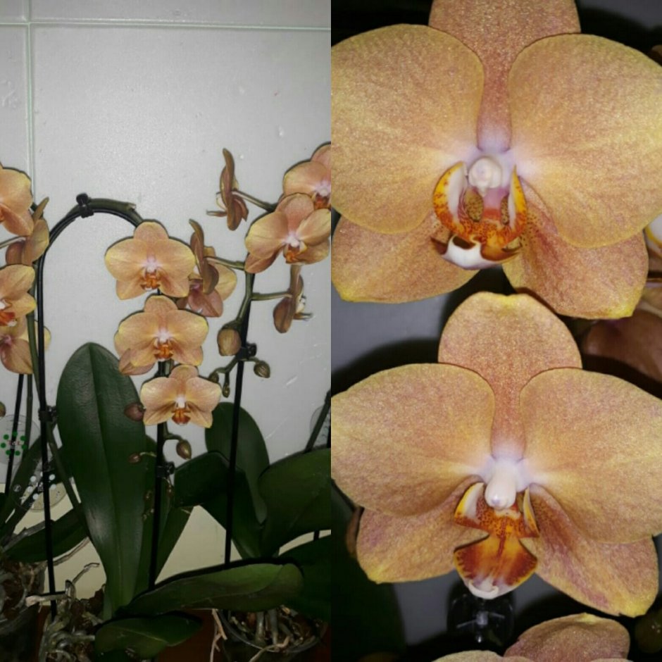 Орхидея Фуллер Сансет
