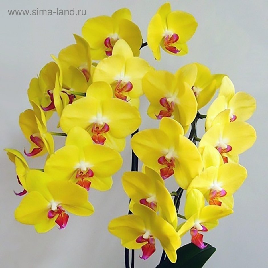 Орхидея фаленопсис Рембрандт