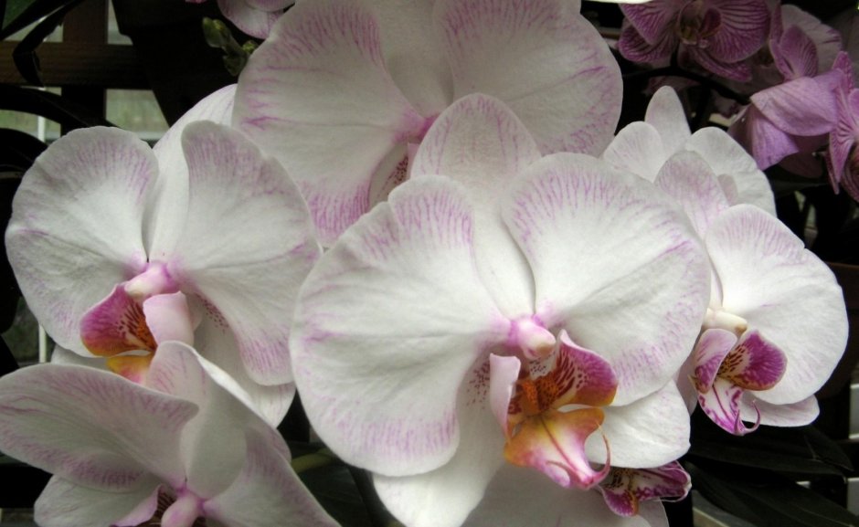 Орхидея фаленопсис Монро