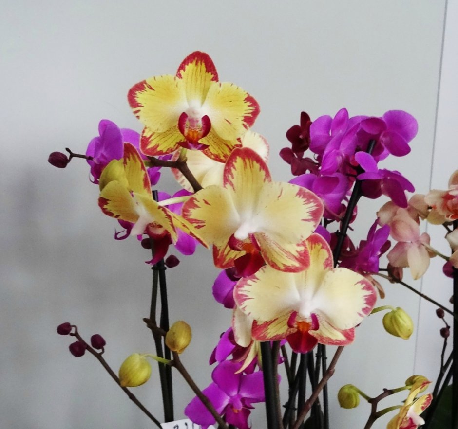 Орхидея фаленопсис Мирафлора