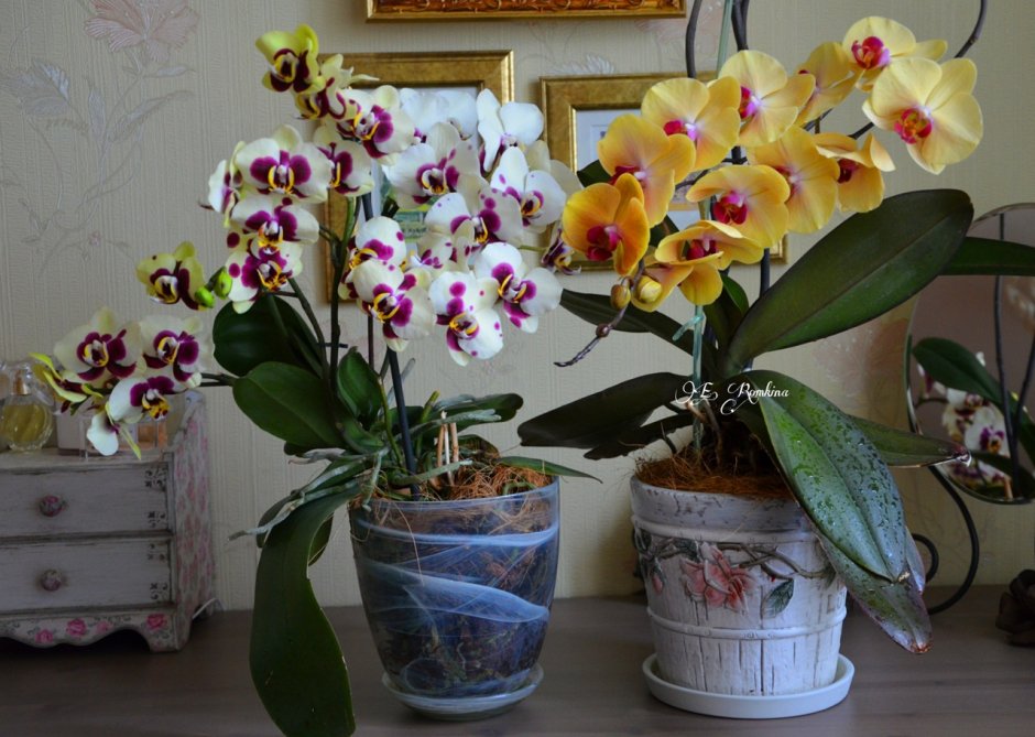 Цветение мини орхидей