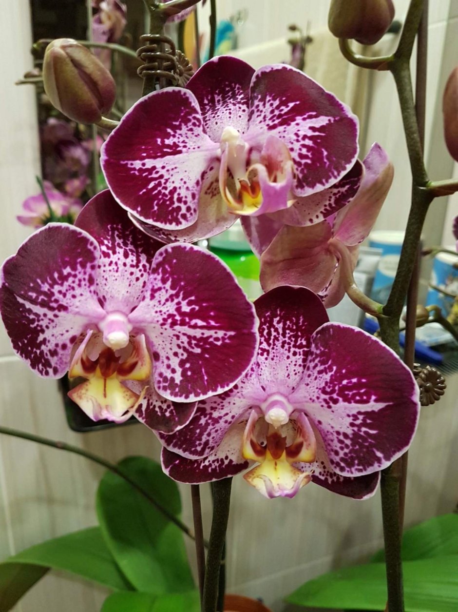 Катрин Орхидея фаленопсис