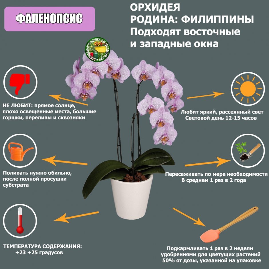 Строение орхидеи фаленопсис