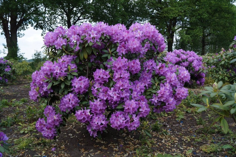 Рододендрон катевбинский