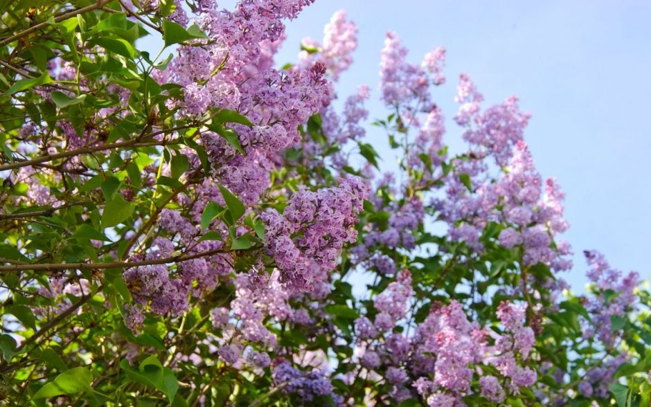 Весна в фиолетовых тонах