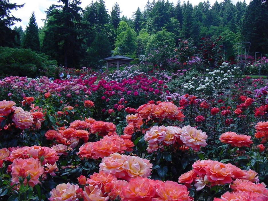 Сад роз Портленд Орегон