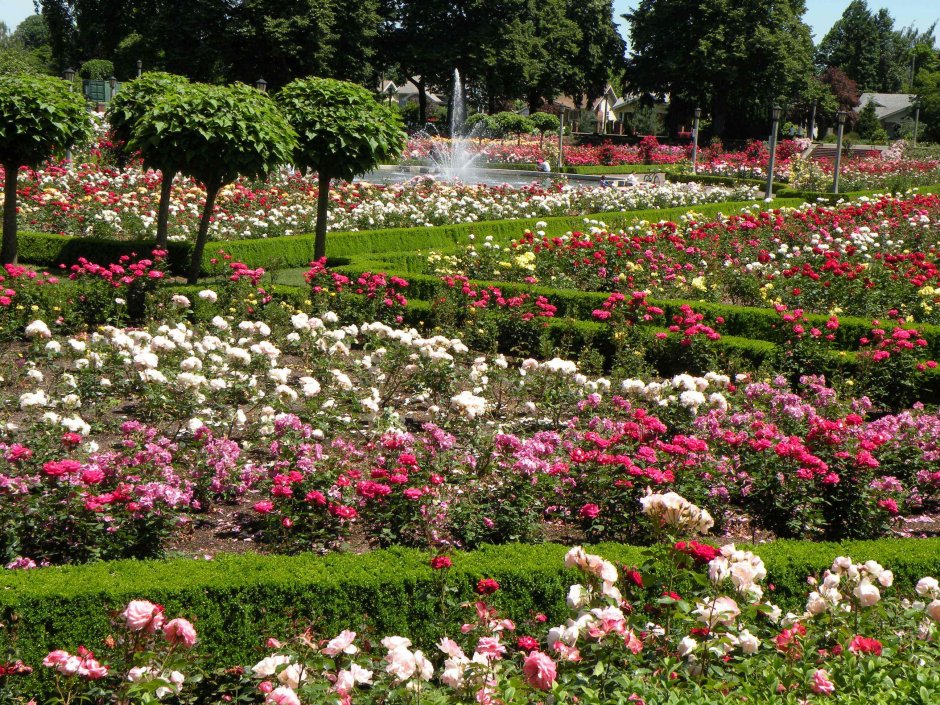 Риджентс парк сад королевы Марии