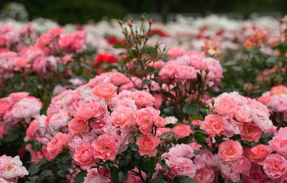 Jacques Cartier роза