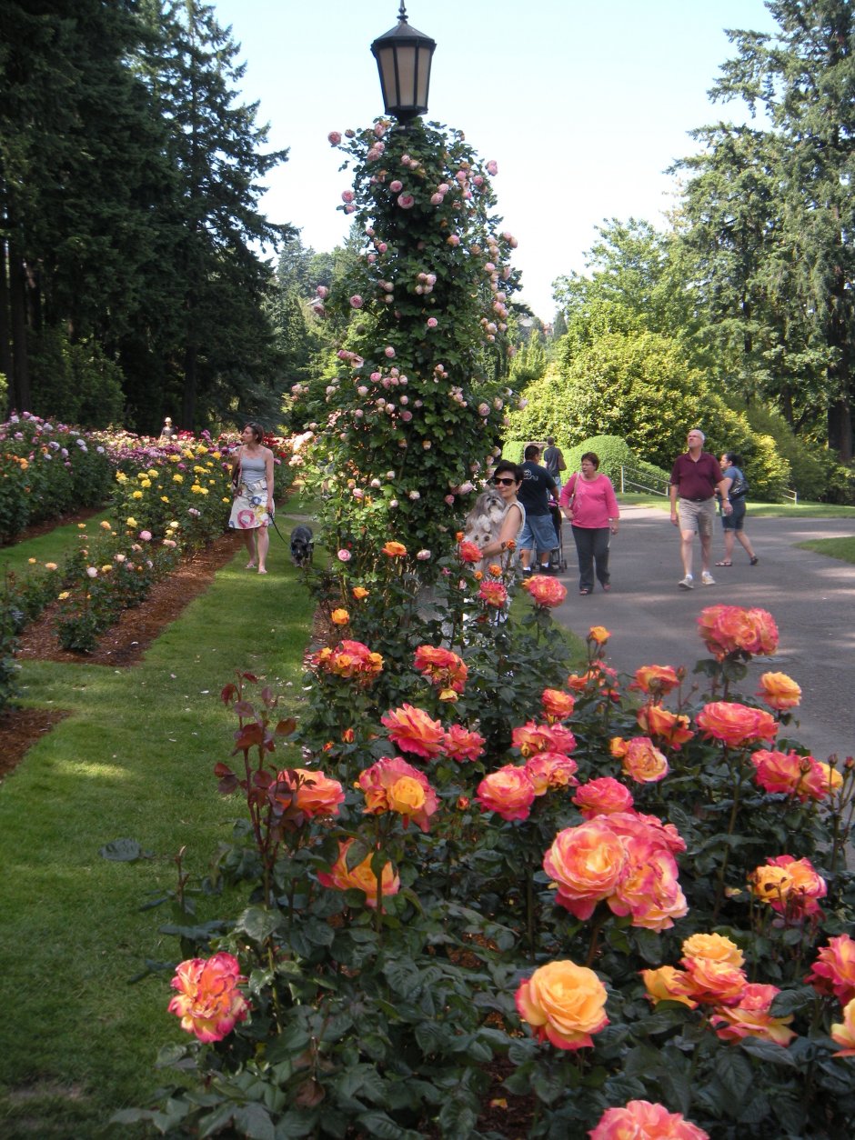 Портленд парк роз