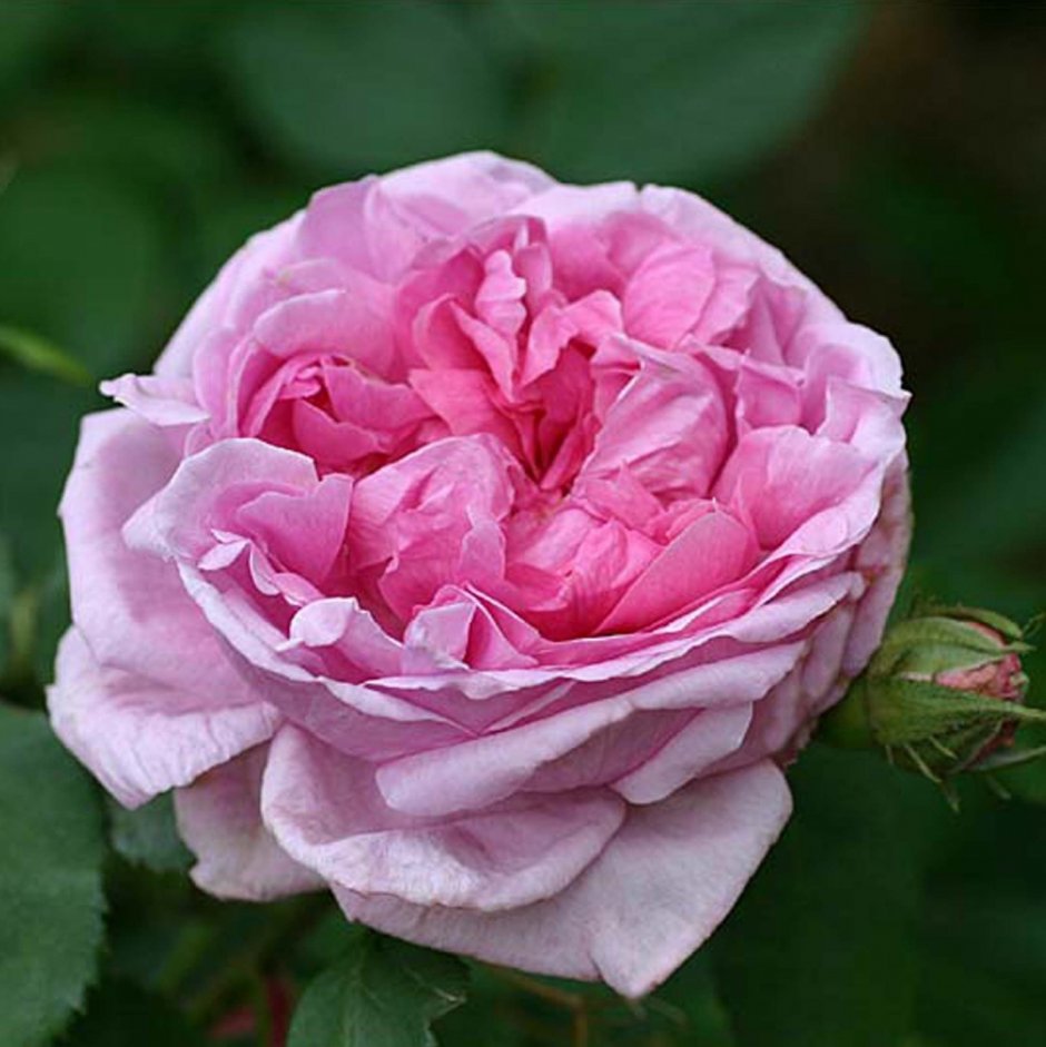 Роза де Шамбор