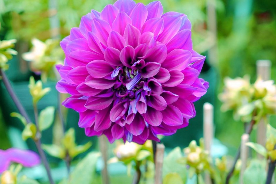 Dahlia Pink Isa